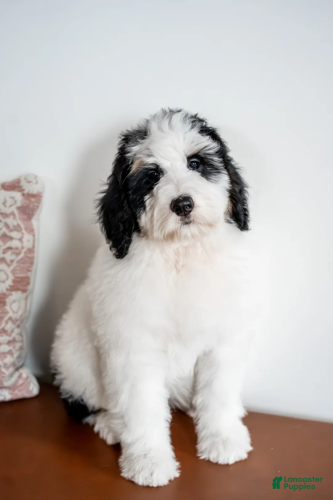 Bernedoodle dogs for sale: Eleanor - Ad 1