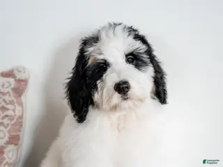 Bernedoodle dogs Eleanor - Ad 26
