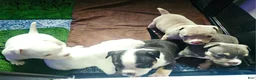 American Bully dogs for sale: ABKC Pocket Bully - Bongo  - Ad 17