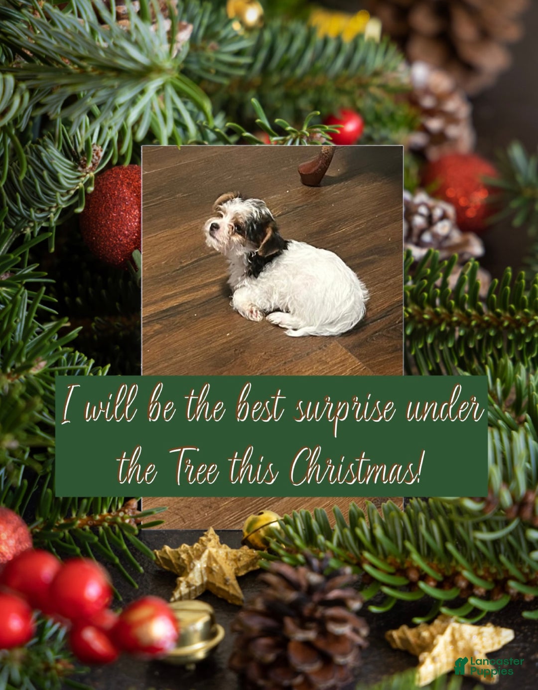 Yorkiepoo dogs for sale: TOY Size Willow - Ad 11