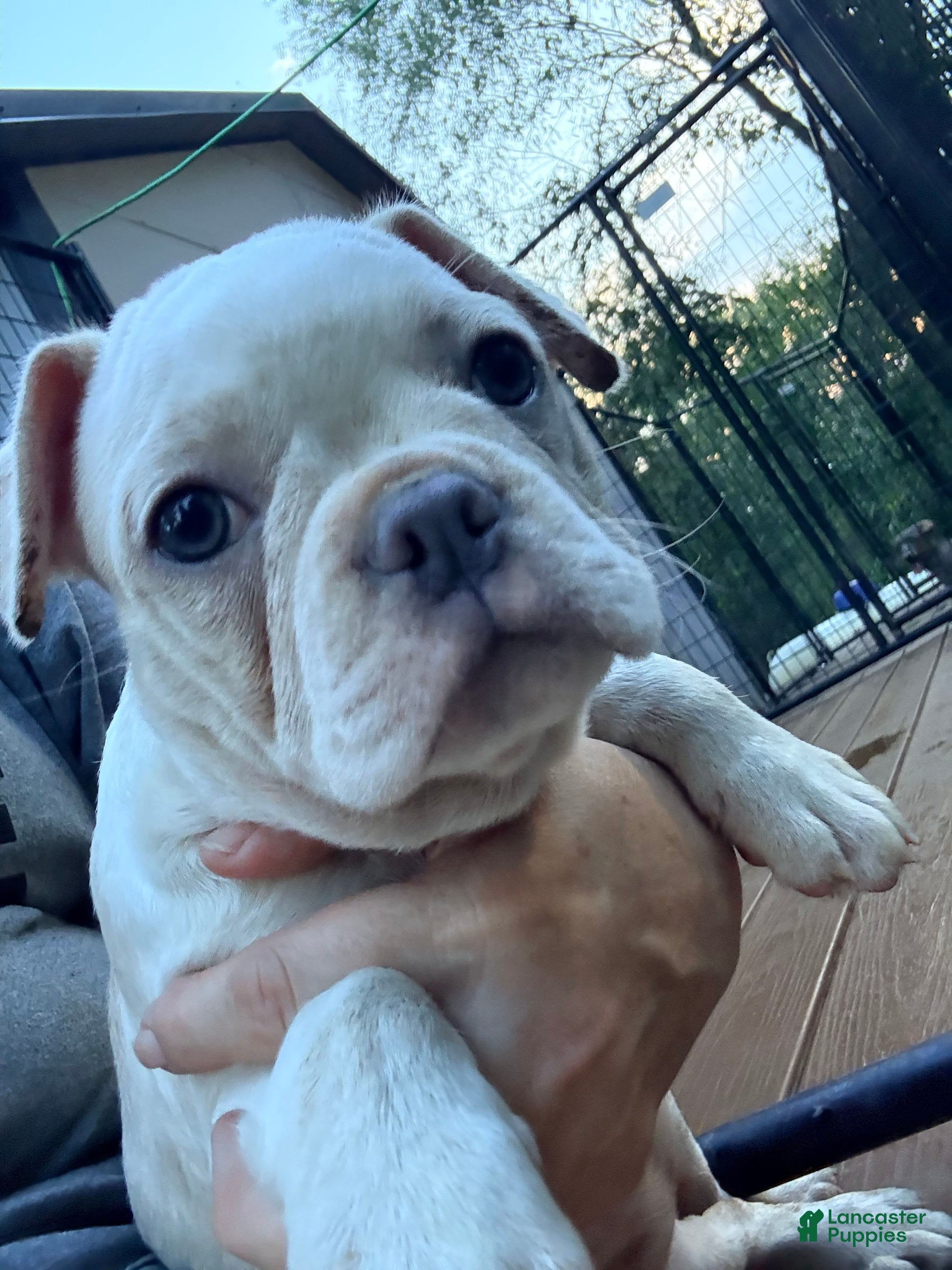 Frenchton dogs HOPE - Ad 1