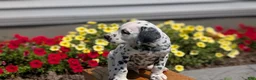 Dalmatian dogs for sale: Parker - Ad 6