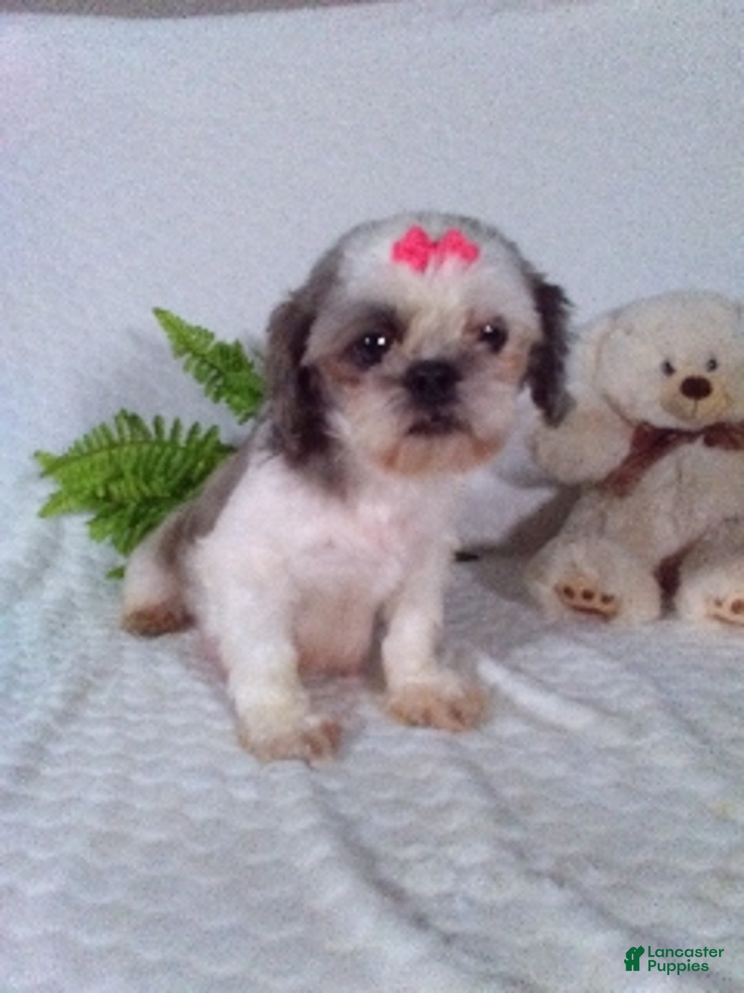 Shih Tzu dogs for sale: Bella - Ad 6