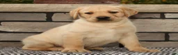 Labrador Retriever dogs for sale: Gator - Ad 3