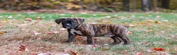 Boxer dogs for sale: Miles - Ad 7