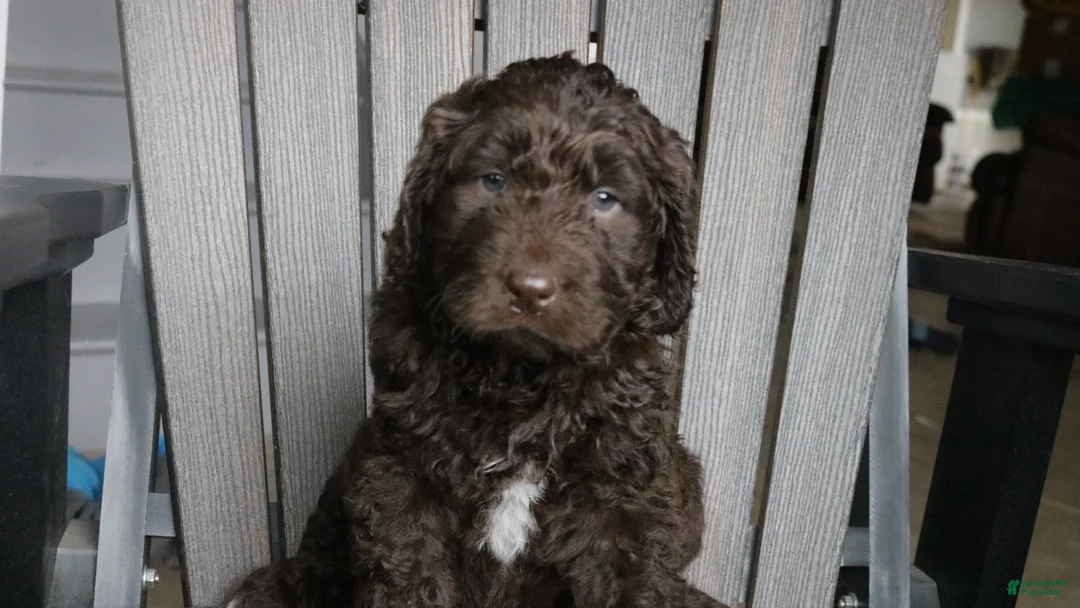 Newfypoo dogs for sale: Roxy - Ad 13