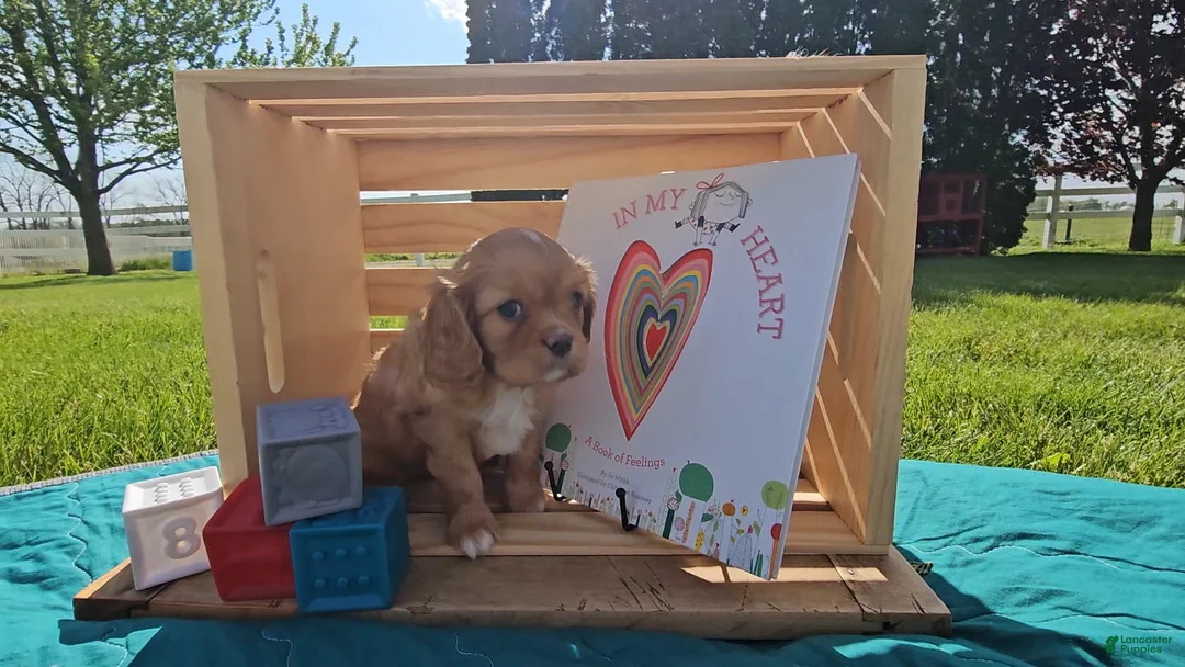 Cavalier King Charles Spaniel dogs for sale: Henry - Ad 2