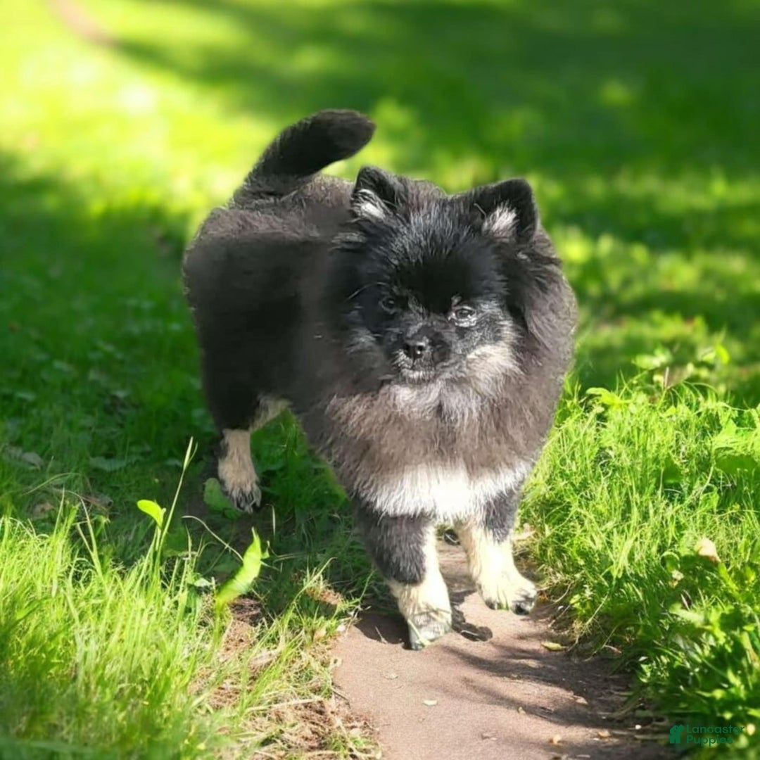Pomeranian dogs for sale: Pomeranian Puppy 1 - Ad 2