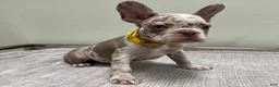 French Bulldog dogs for sale: Finley - Ad 3