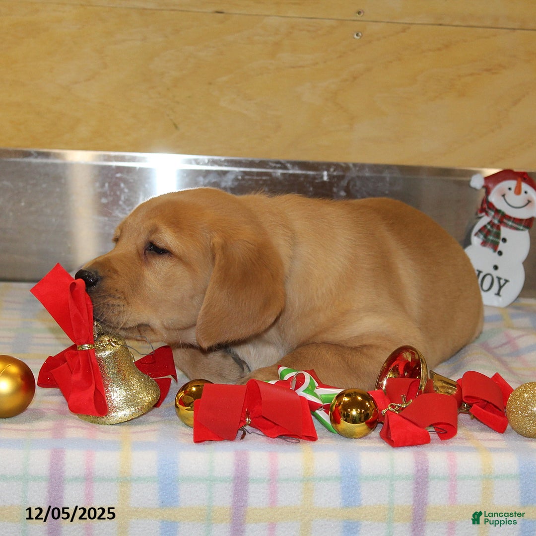 Goldador dogs for sale: Cooper - Ad 3