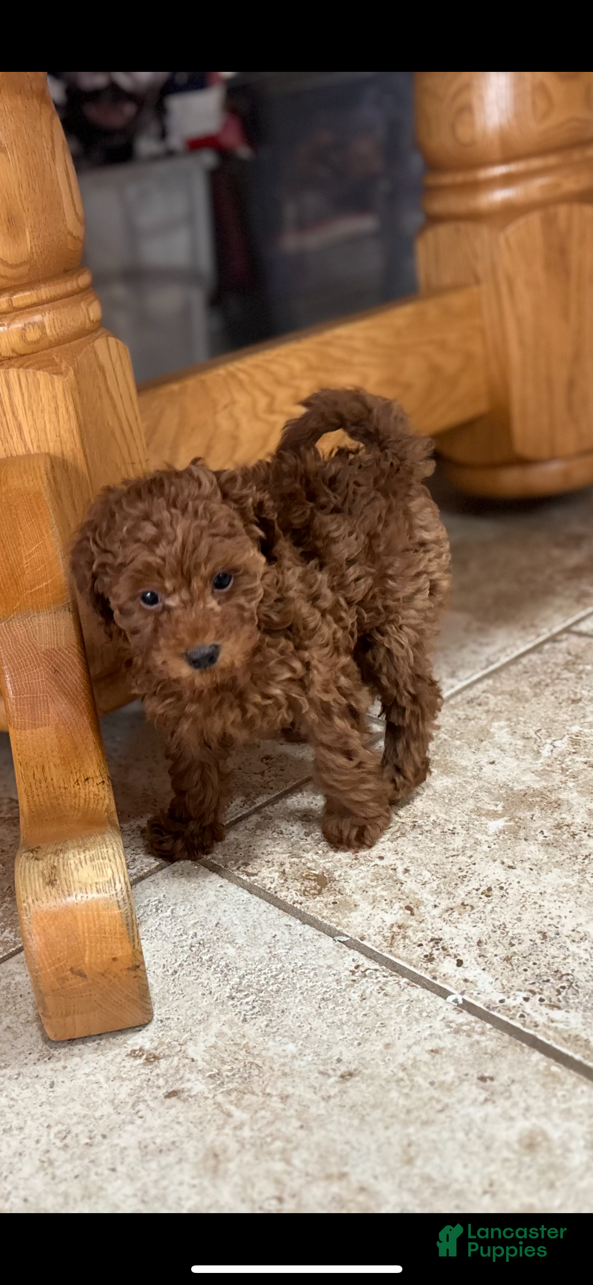 Toy Poodle dogs Toy Poodle Puppy 2 - Ad 14