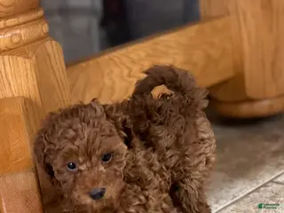 Toy Poodle dogs Toy Poodle Puppy 2 - Ad 14