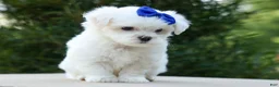 Maltese dogs for sale: OREO - Ad 8