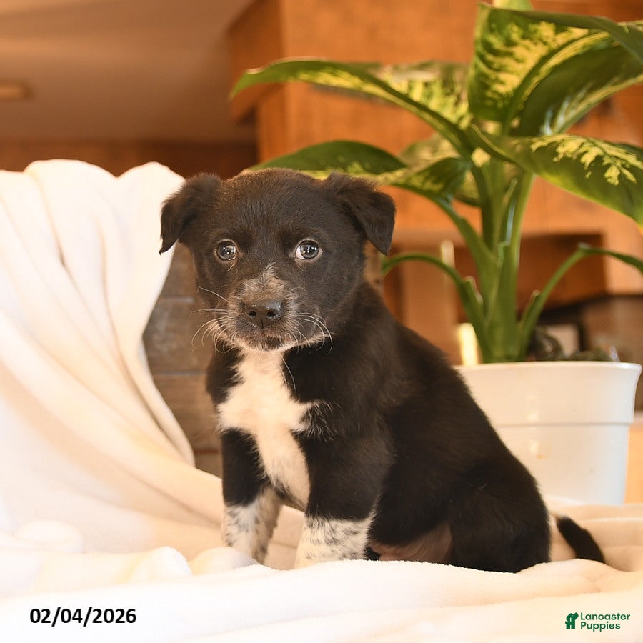 Mixed Breed dogs North  - Ad 2