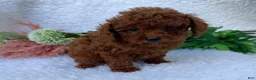 Toy Poodle dogs for sale: Oliver - Ad 8