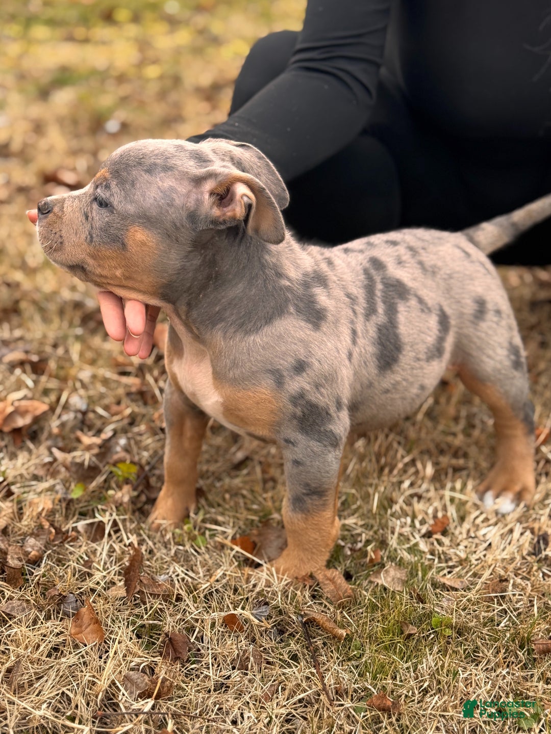 American Bully dogs for sale: Lala - Ad 2