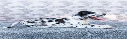 Great Dane dogs for sale: Blaine - Ad 2