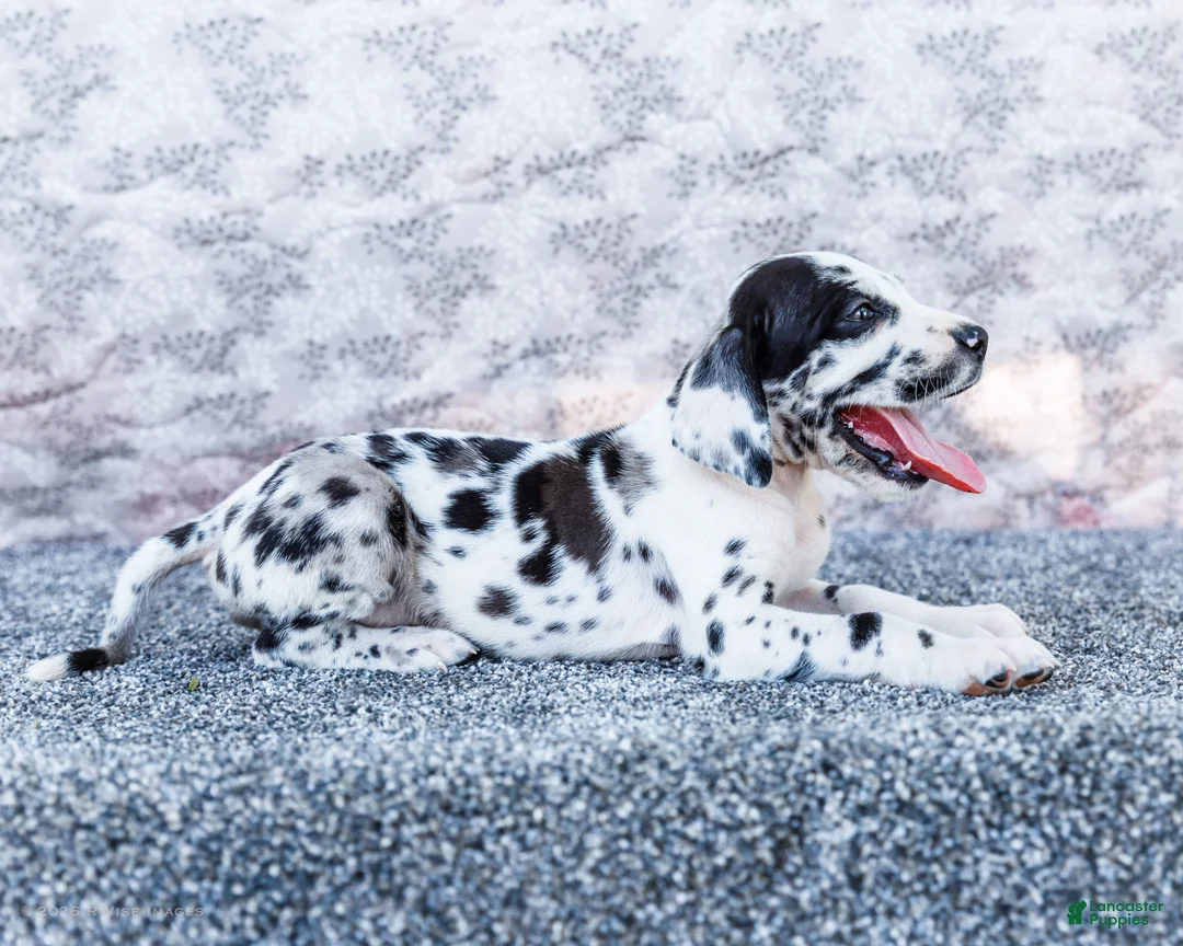 Great Dane dogs for sale: Blaine - Ad 2