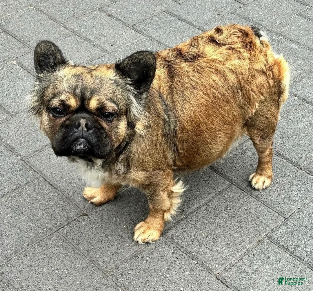 French Bulldog dogs for sale: Sadie - Ad 4