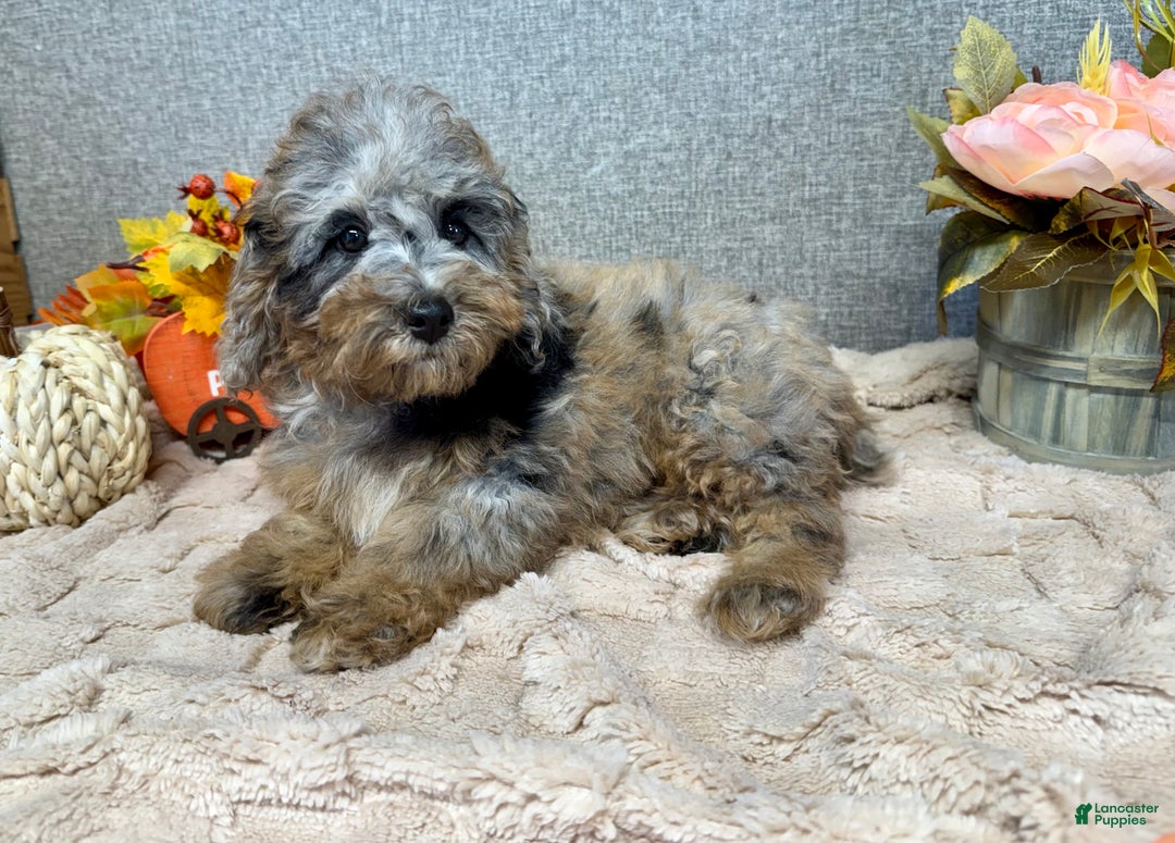 Toy Poodle dogs for sale: Ally - Ad 1