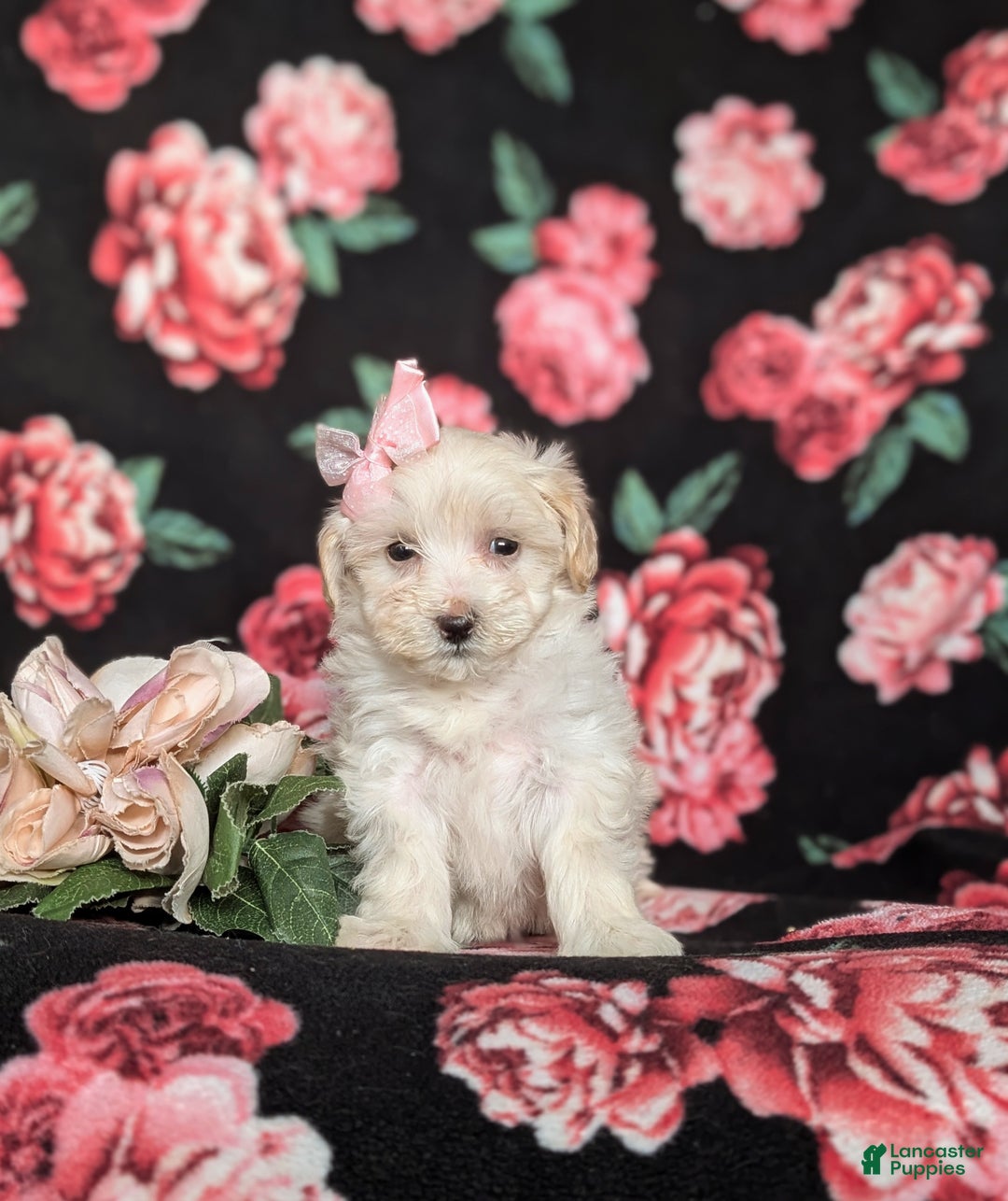Maltipoo dogs for sale: Desiree - Ad 2