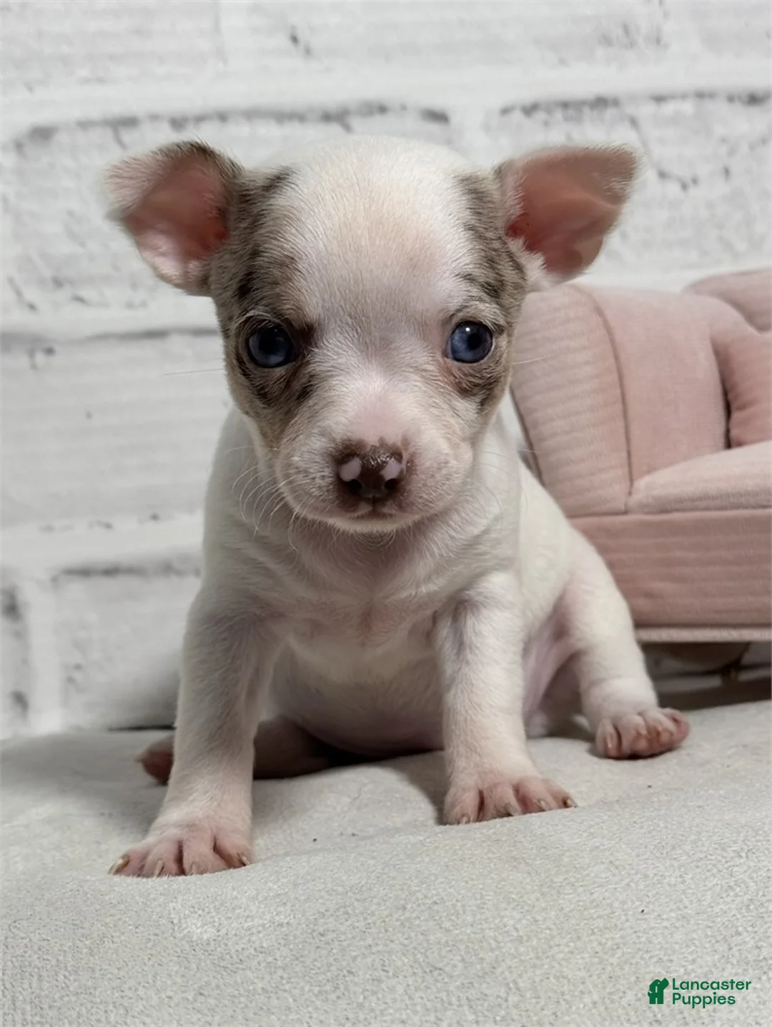 Chihuahua dogs for sale: Chihuahua Puppy 1 - Ad 2