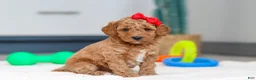 Mini Goldendoodle dogs for sale: Millie - Ad 1