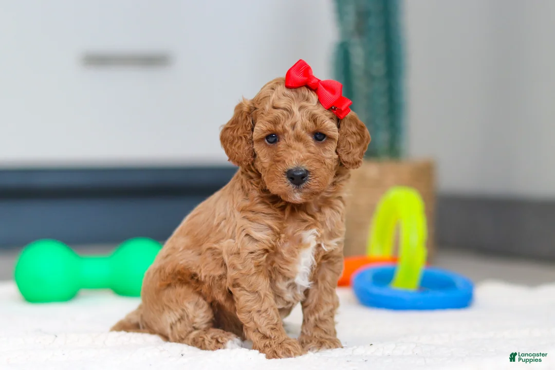 Mini Goldendoodle dogs for sale: Millie - Ad 1