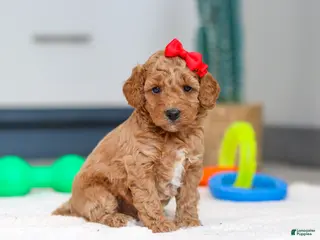 Mini Goldendoodle dogs Millie - Ad 35