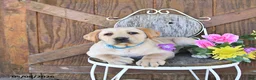 Labrador Retriever dogs for sale: Crystal - Ad 3