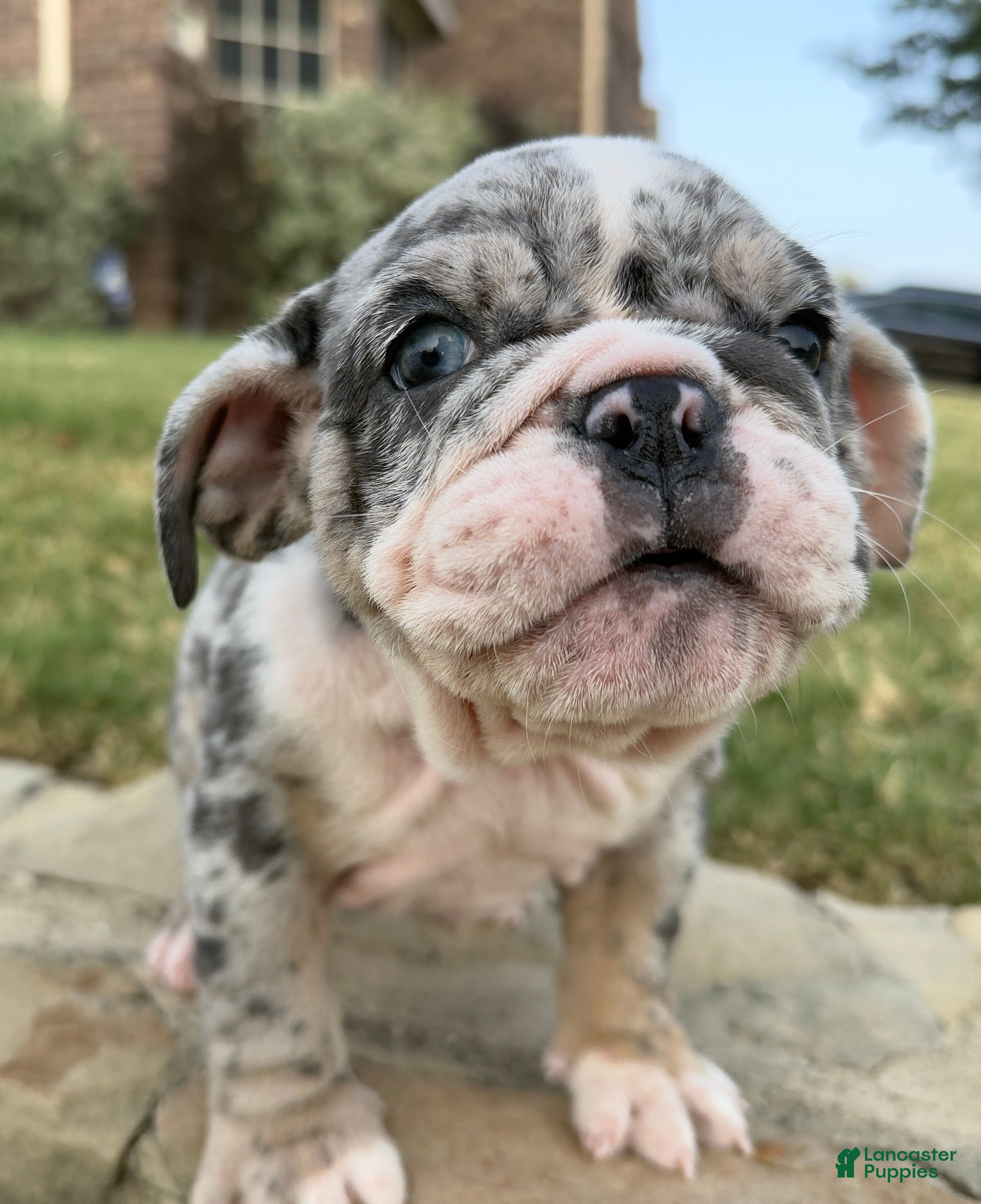 English Bulldog dogs ROYALTY BLU - English Bulldog  - Ad 1