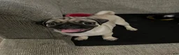 Pug dogs for sale: Romini - Ad 15