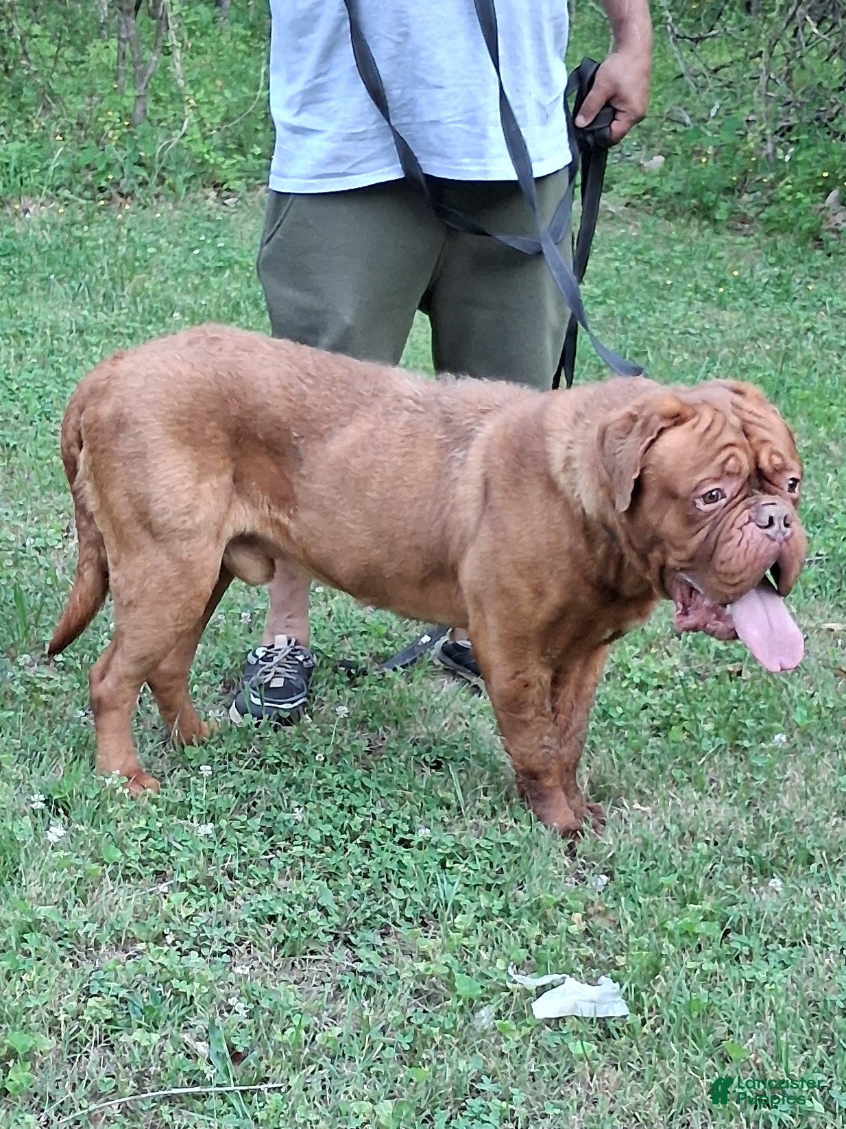 Dogue De Bordeaux dogs Dogue De Bordeaux Puppy 1 - Ad 18