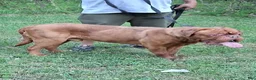 Dogue De Bordeaux dogs for sale: Dogue De Bordeaux Puppy 1 - Ad 1