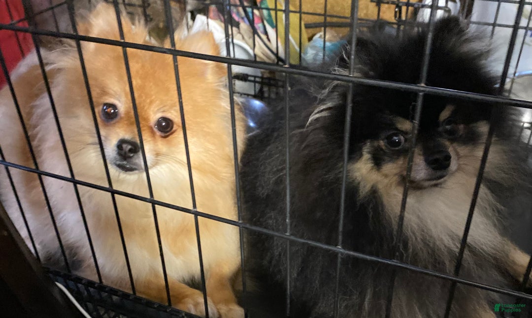 Pomeranian dogs for sale: Pomeranian Puppy 1 - Ad 5