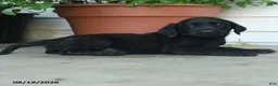 Labrador Retriever dogs for sale: Paisley - Ad 4