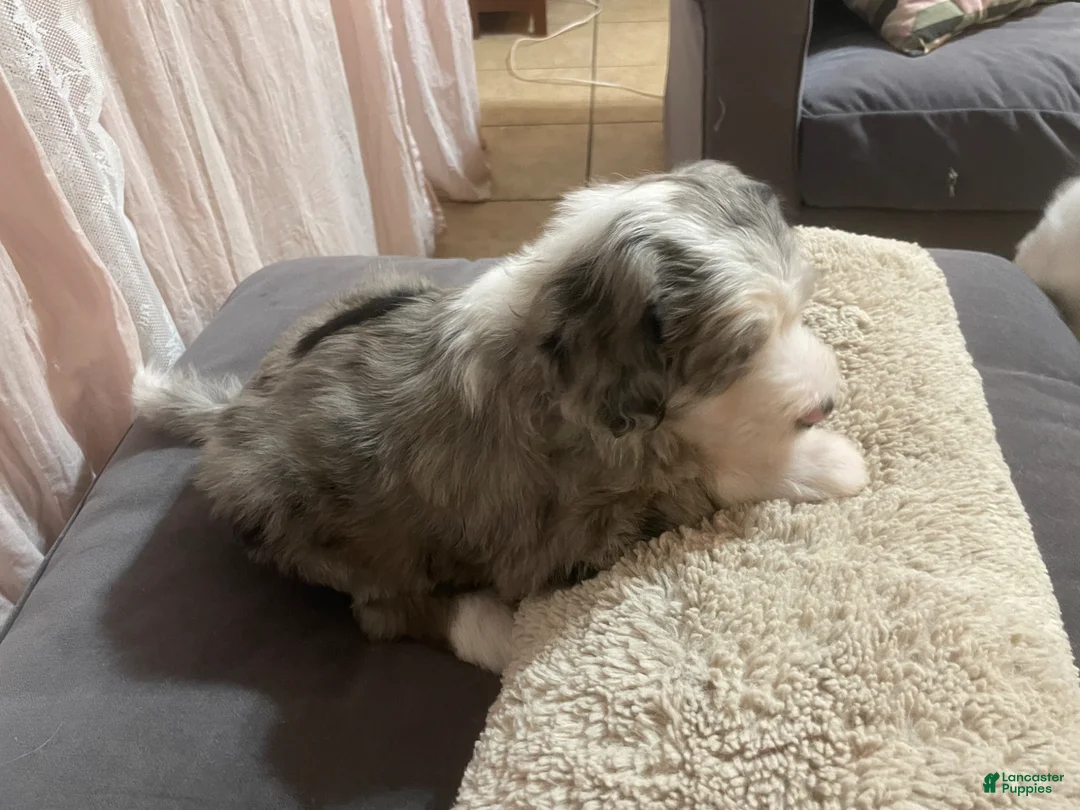 Sheepadoodle dogs for sale: Sheepadoodle Puppy 4 - Ad 2