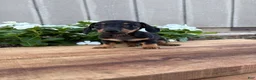 Miniature Dachshund dogs for sale: Cappuccino  - Ad 2