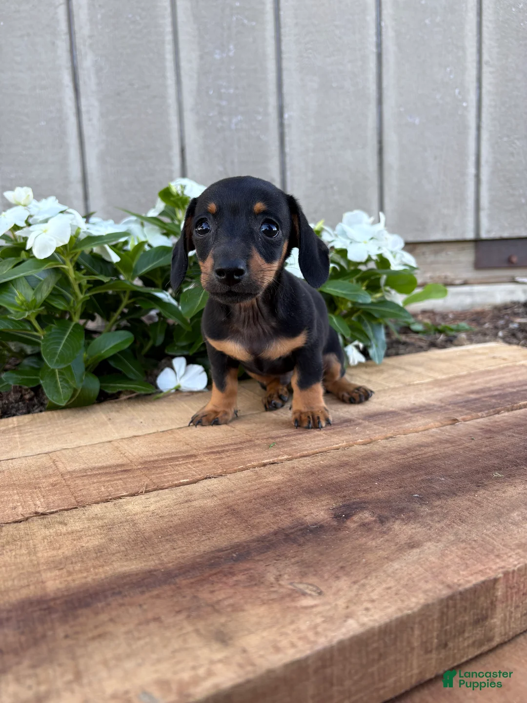 Miniature Dachshund dogs for sale: Cappuccino  - Ad 2