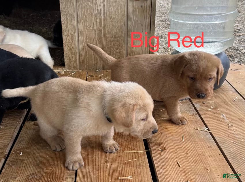 Labrador Retriever dogs Big red  - Ad 2