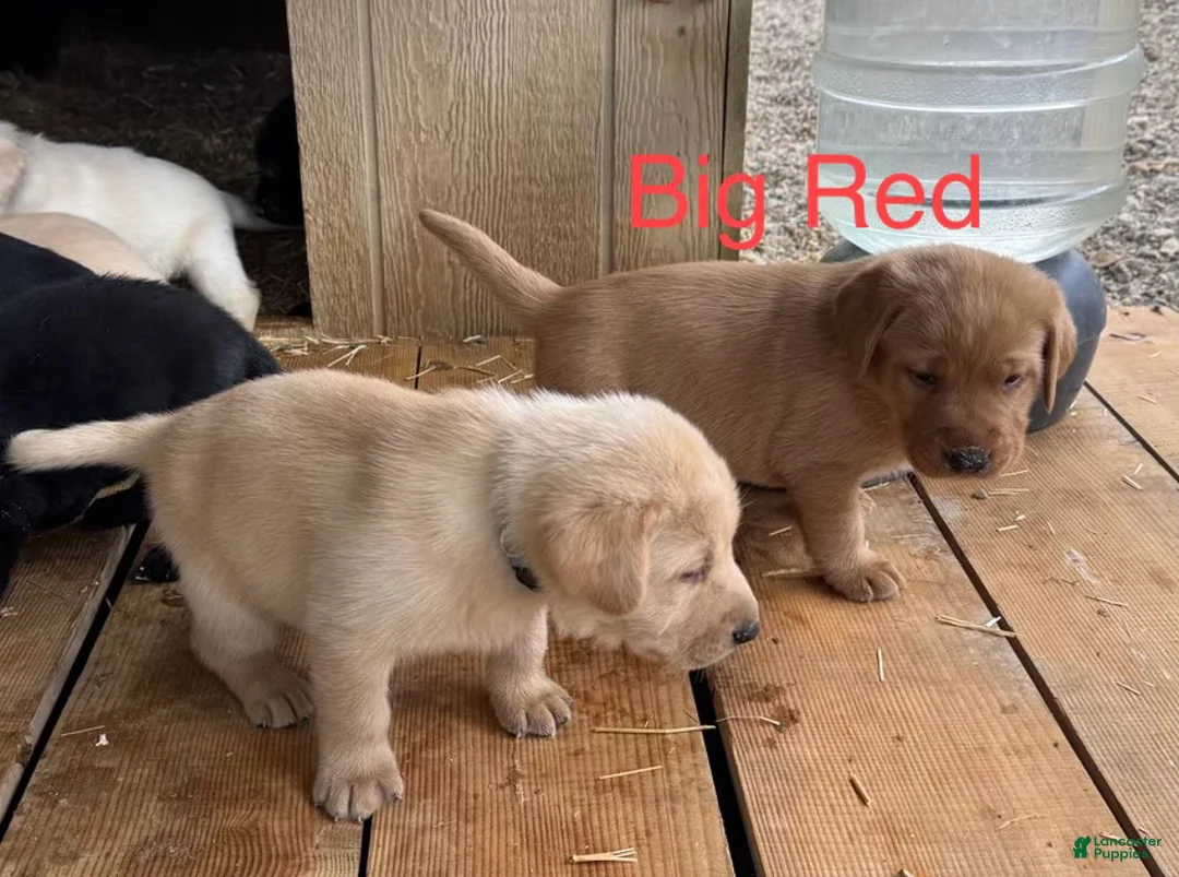 Labrador Retriever dogs for sale: Big red  - Ad 2