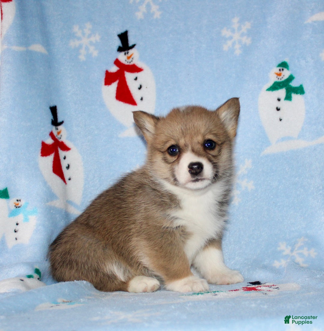Welsh Corgi Pembroke dogs for sale: Macy - Ad 3