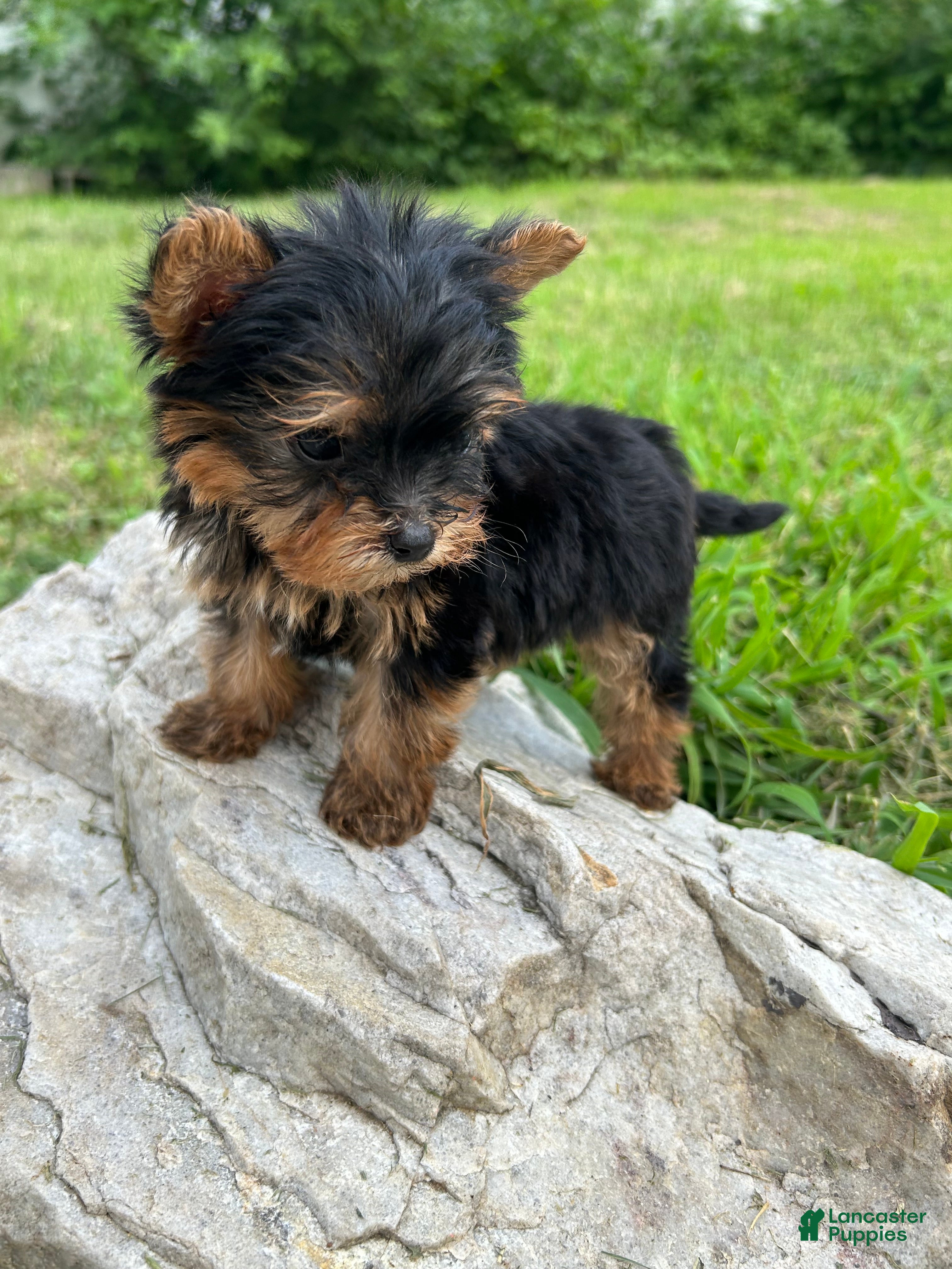 Yorkshire Terrier dogs Yorkshire Terrier Puppy 2 teacup Mickey  - Ad 1