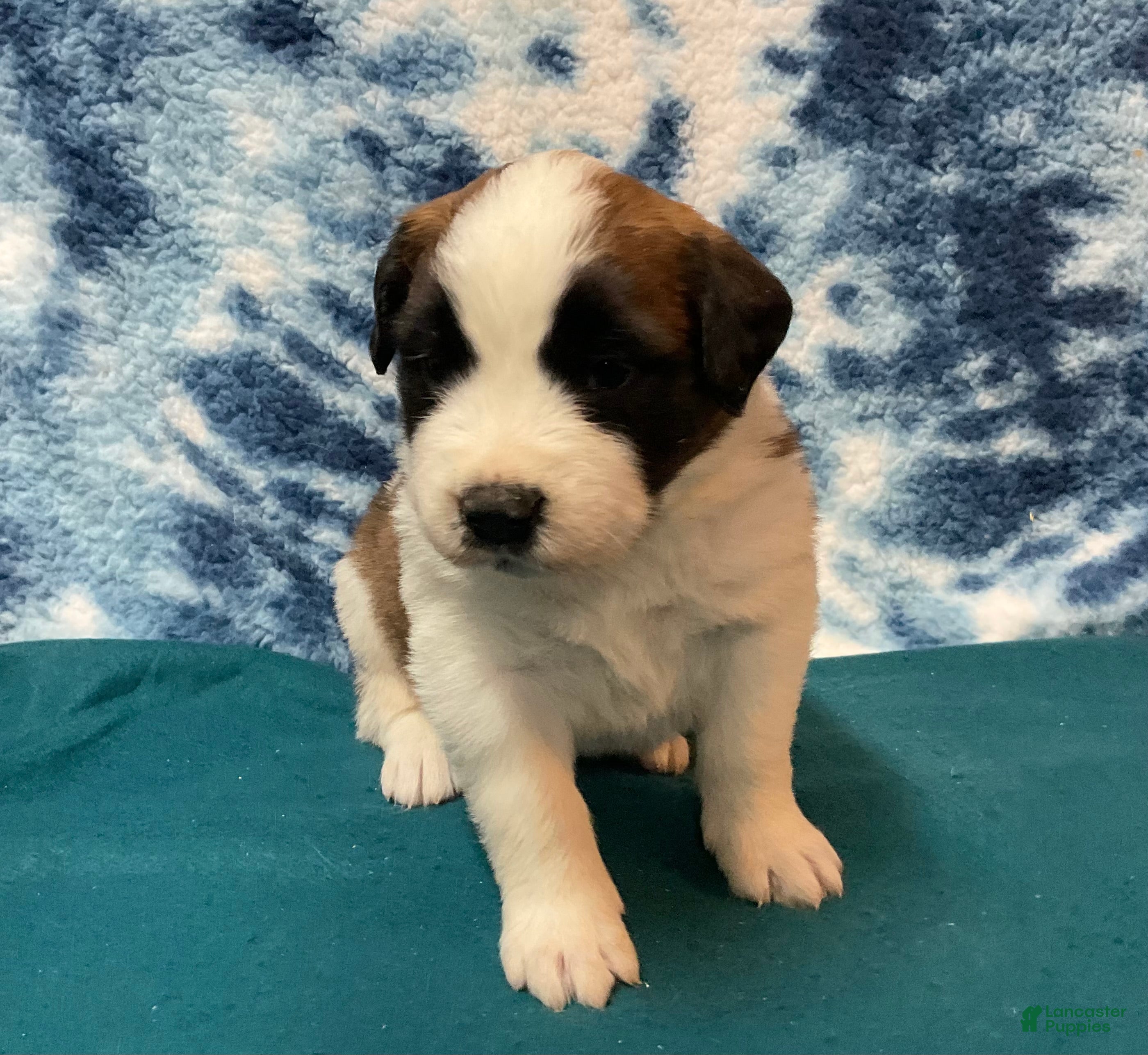 Saint Bernard dogs Saint Bernard Puppy 3 - Ad 1