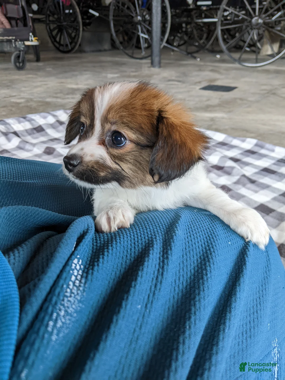 Papillon dogs for sale: Chase - Ad 4