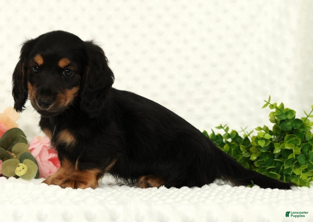 Miniature Dachshund dogs for sale: Samson - Ad 3