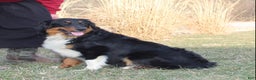 Australian Shepherd dogs for sale: Tiara - Ad 4