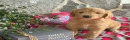 Goldendoodle dogs for sale: Nora - Ad 3