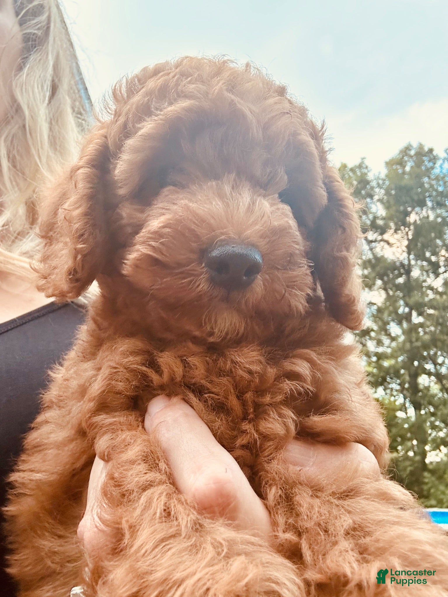 Toy Poodle dogs Toy Poodle 2 - Ad 2
