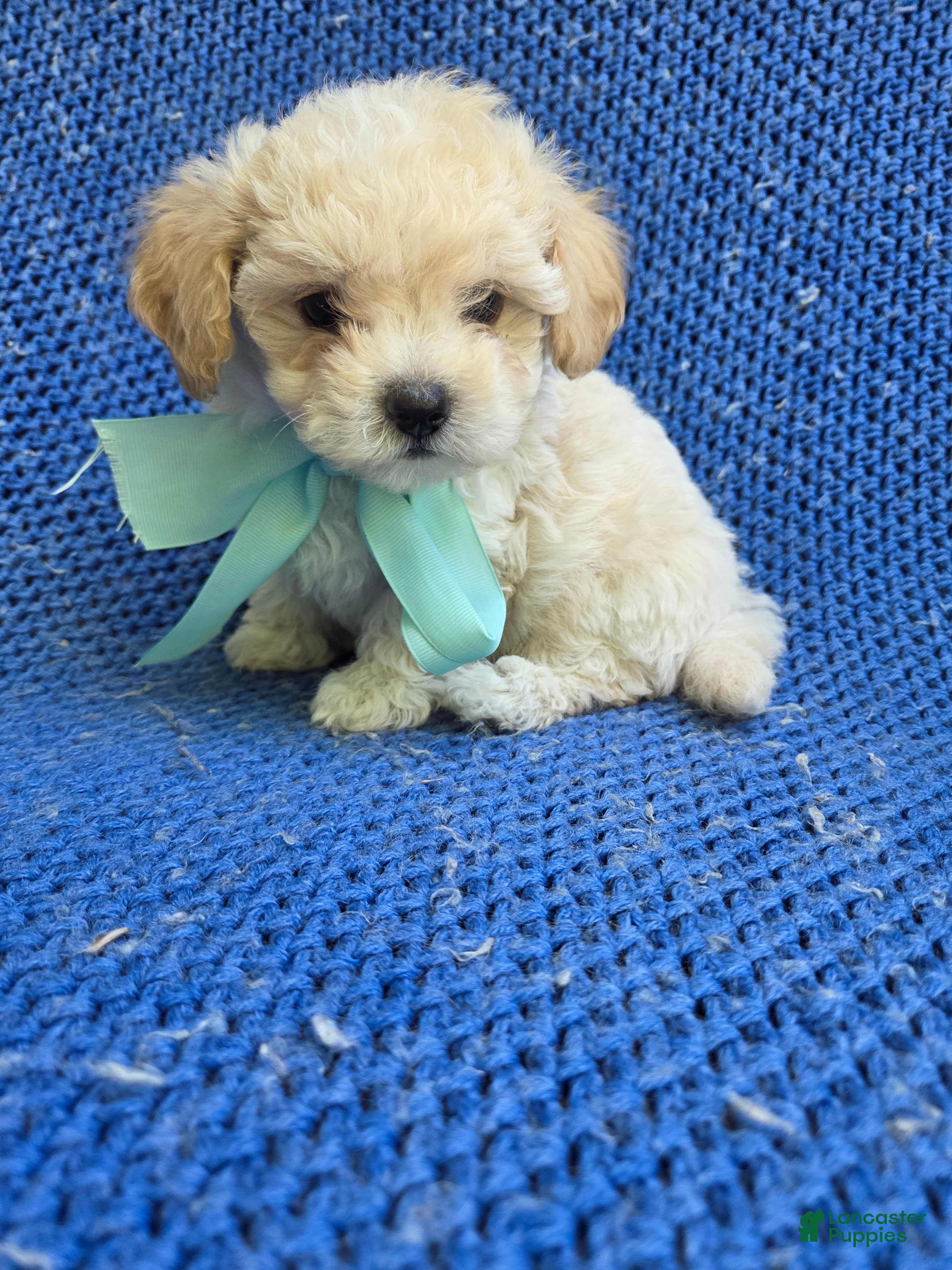 Maltipoo dogs Holt  - Ad 16